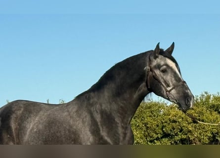 PRE Mix, Gelding, 2 years, 15,2 hh, Gray-Dark-Tan