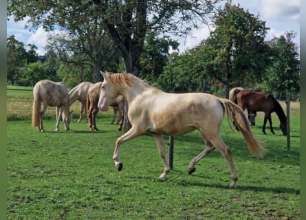 PRE, Gelding, 2 years, 15,2 hh, Perlino