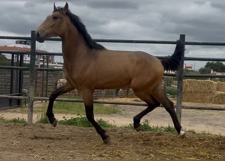PRE Mix, Gelding, 2 years, 15,3 hh, Dun