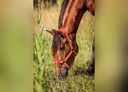 PRE Mix, Gelding, 2 years, 16 hh, Brown