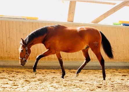 PRE Mix, Gelding, 2 years, 16 hh, Brown