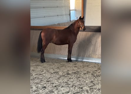PRE Mix, Gelding, 2 years, 16 hh, Brown