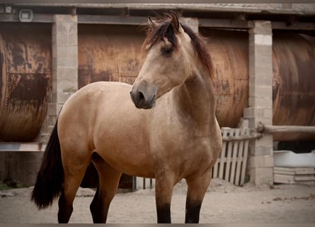 PRE, Gelding, 3 years, 15.1 hh, Buckskin