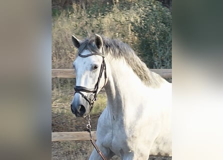 PRE, Gelding, 3 years, 15.2 hh, Grey
