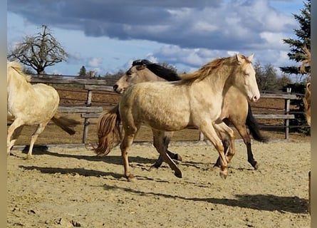 PRE, Gelding, 3 years, 15.2 hh, Perlino