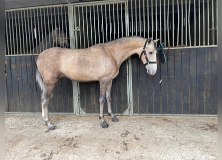 PRE, Gelding, 3 years, 15,1 hh, Brown Falb mold