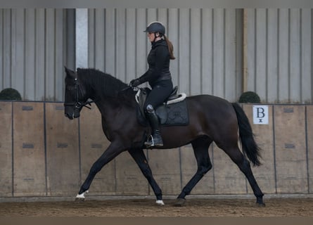 PRE, Gelding, 3 years, 15,1 hh, Chestnut