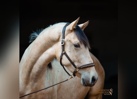 PRE Mix, Gelding, 3 years, 15,2 hh, Dun