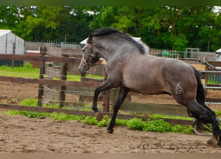 PRE, Gelding, 3 years, 15,2 hh, Gray