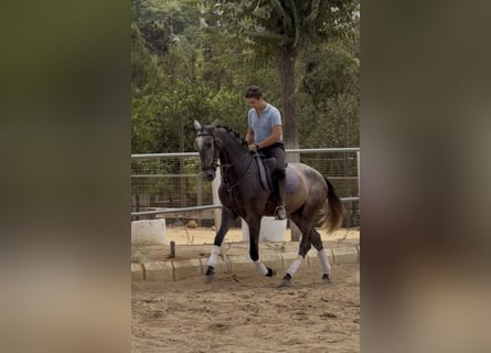 PRE, Gelding, 3 years, 16.1 hh, Grey