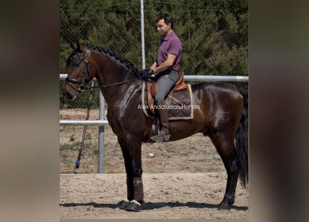 PRE Mix, Gelding, 3 years, 16 hh, Bay-Dark