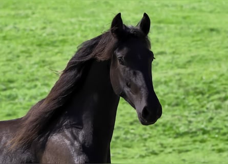 PRE, Gelding, 3 years, 16 hh, Black