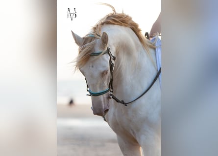 PRE Mix, Gelding, 3 years, 16 hh, Cremello