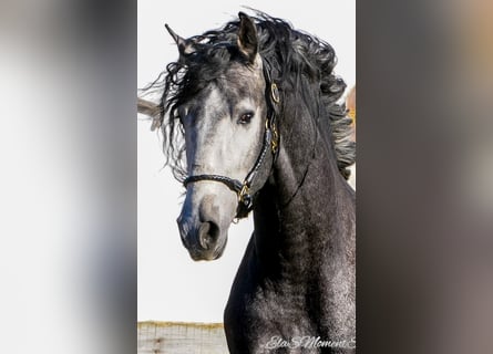 PRE Mix, Gelding, 3 years, 16 hh, Gray-Dark-Tan