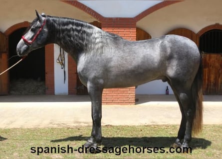 PRE Mix, Gelding, 3 years, 16,1 hh, Gray