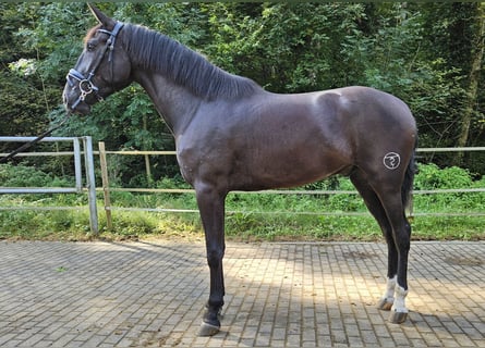 PRE Mix, Gelding, 3 years