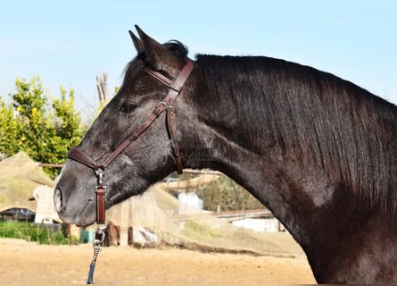 PRE, Wallach, 4 Jahre, 14,3 hh, Schimmel