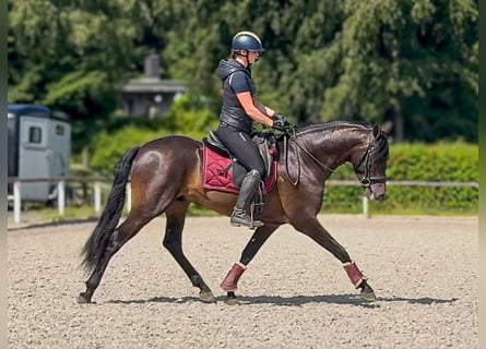 PRE, Gelding, 4 years, 15.1 hh, Bay-Dark