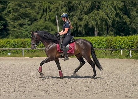 PRE, Gelding, 4 years, 15.1 hh, Bay-Dark