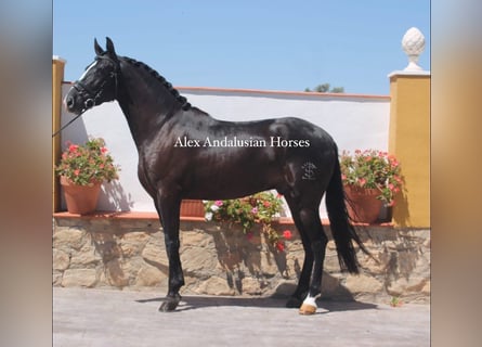 PRE Mix, Gelding, 4 years, 15,1 hh, Black