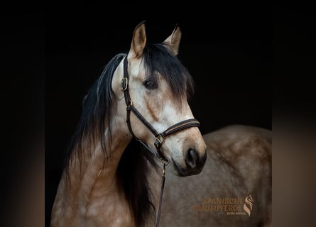PRE Mix, Gelding, 4 years, 15.1 hh, Dun