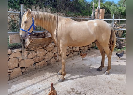 PRE, Gelding, 4 years, 15.1 hh, Pearl