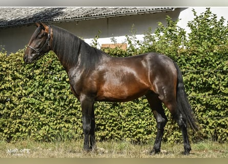 PRE, Gelding, 4 years, 15.2 hh, Bay-Dark