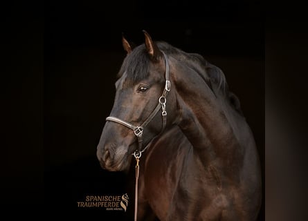 PRE, Gelding, 4 years, 15.2 hh, Black