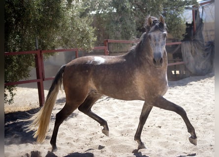 PRE, Gelding, 4 years, 15,2 hh, Gray