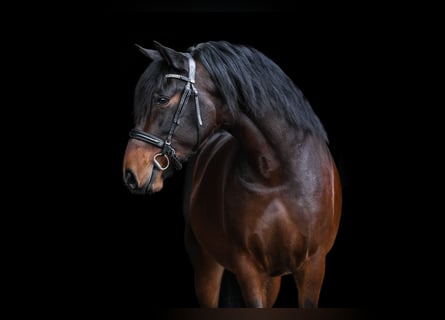 PRE, Gelding, 4 years, 15.2 hh, Smoky-Black