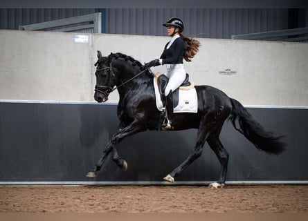 PRE Mix, Gelding, 4 years, 15.3 hh, Black