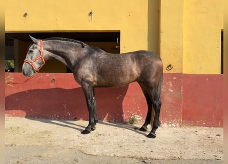 PRE Mix, Gelding, 4 years, 15.3 hh, Grey
