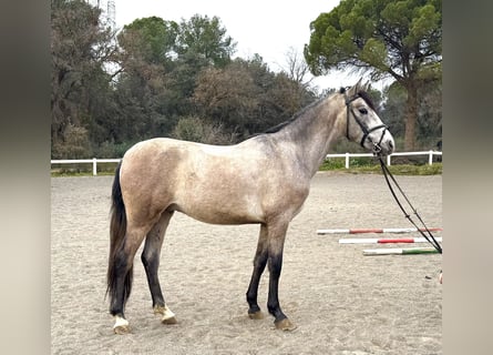 PRE Mix, Gelding, 4 years, 15 hh, Gray