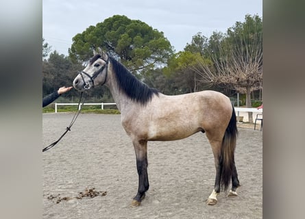 PRE Mix, Gelding, 4 years, 15 hh, Gray