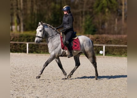 PRE, Gelding, 4 years, 15 hh, Grey
