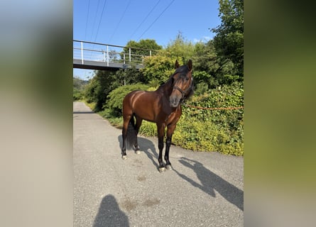 PRE Mix, Gelding, 4 years, 15,1 hh, Brown
