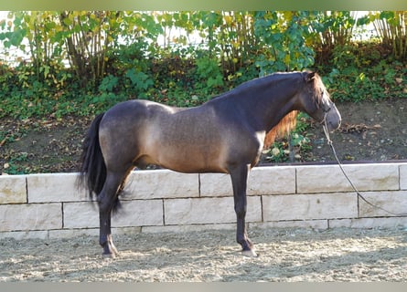 PRE Mix, Gelding, 4 years, 15,1 hh, Dun PRE Mix, Gelding, 4 years, 15,1 hh, Dun