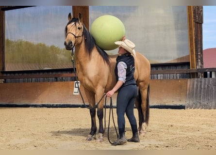 PRE, Gelding, 4 years, 15,1 hh, Dun