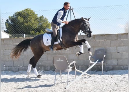 PRE, Gelding, 4 years, 15,1 hh, Grey