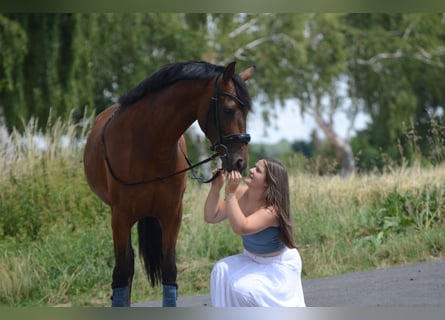PRE Mix, Gelding, 4 years, 15,2 hh, Brown