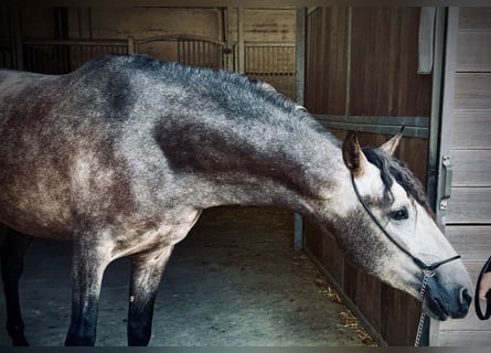 PRE Mix, Gelding, 4 years, 15,2 hh, Gray-Dapple