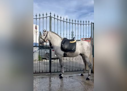 PRE Mix, Gelding, 4 years, 15,2 hh, Gray-Dapple