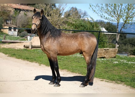 PRE Mix, Gelding, 4 years, 15,3 hh, Dun
