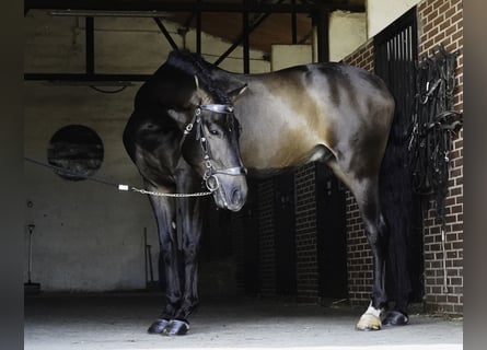 PRE Mix, Gelding, 4 years, 16.1 hh, Brown Falb mold