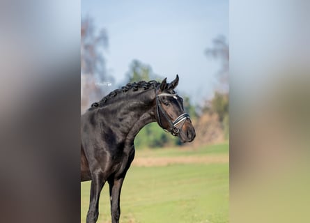 PRE, Gelding, 4 years, 16.2 hh, Black
