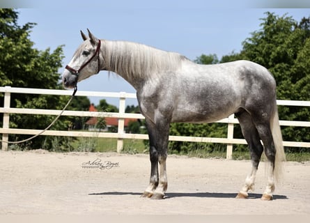 PRE Mix, Gelding, 4 years, 16.2 hh, Grey