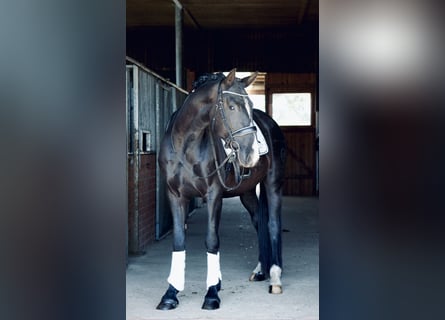 PRE Mix, Gelding, 4 years, 16 hh, Black