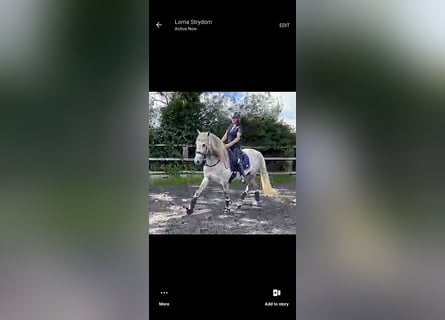 PRE, Gelding, 4 years, 16 hh, Gray-Dapple