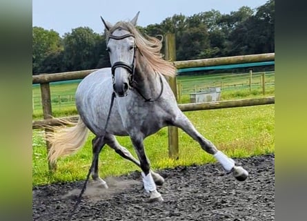 PRE, Gelding, 4 years, 16 hh, Gray-Dapple