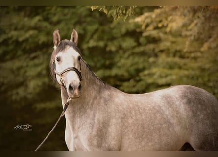 PRE Mix, Gelding, 4 years, 16 hh, Grey
